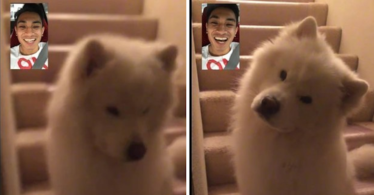 FaceTime Dog