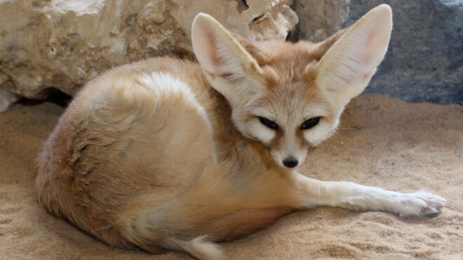 Fennec Fox