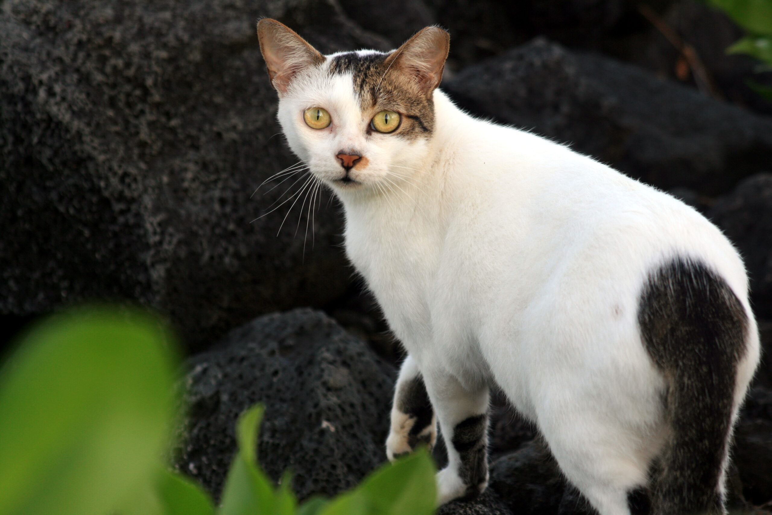 Feral_cat_1.jpg