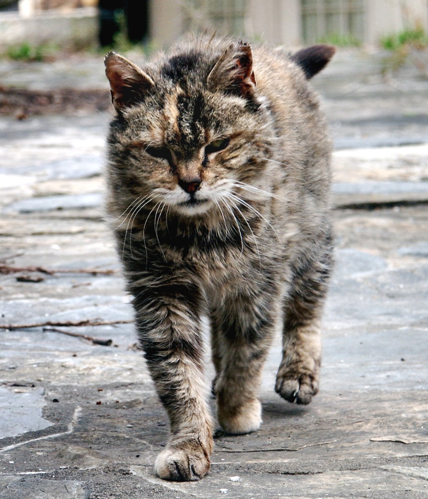 Feral_cat_Virginia_crop.jpg
