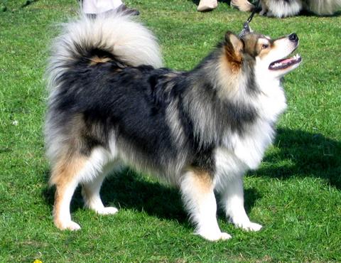 Finnish_Lapphund_Elbereth_Norppa_2-1.jpg