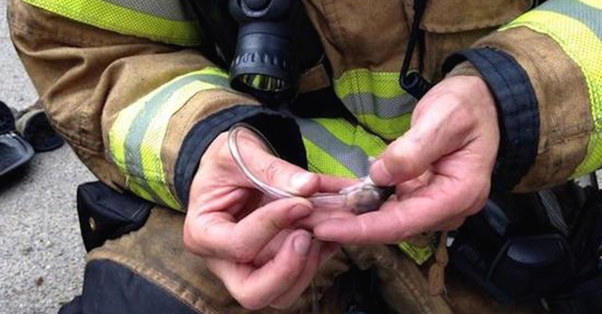 Firemen Miraculously Save Baby Hamsters With Tiny Oxygen Masks!(00)