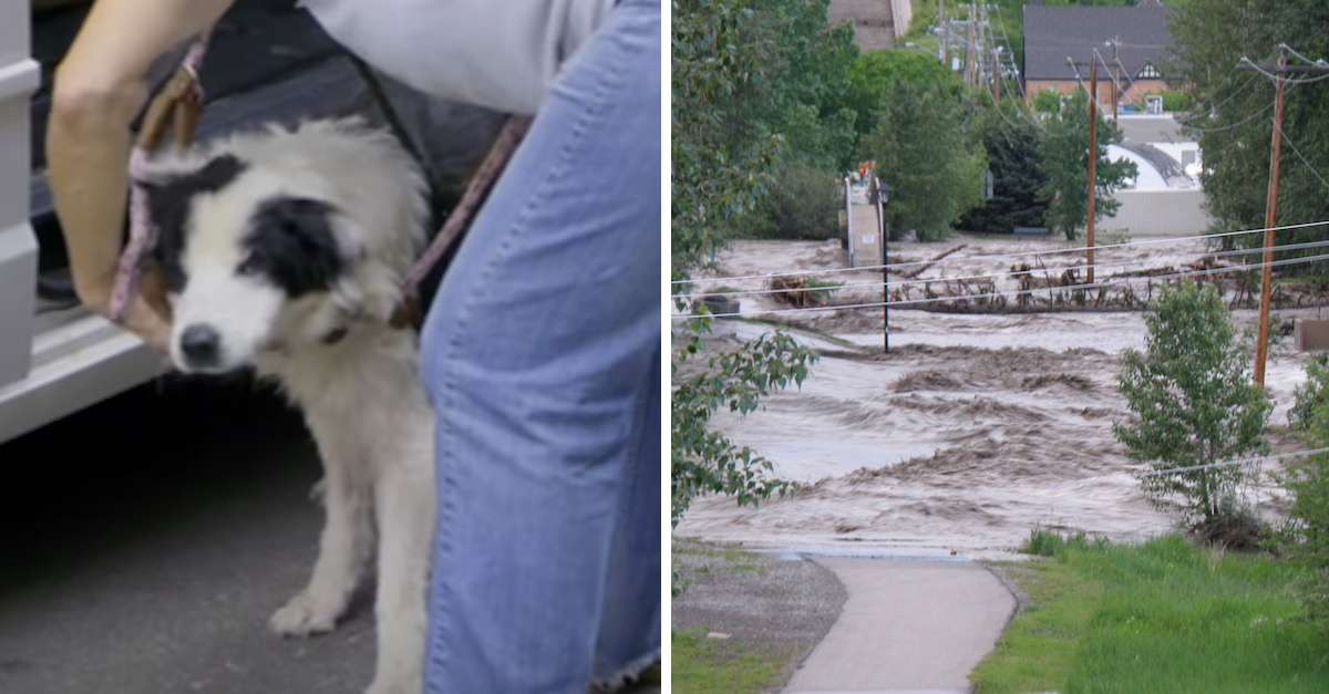 Flood Dog