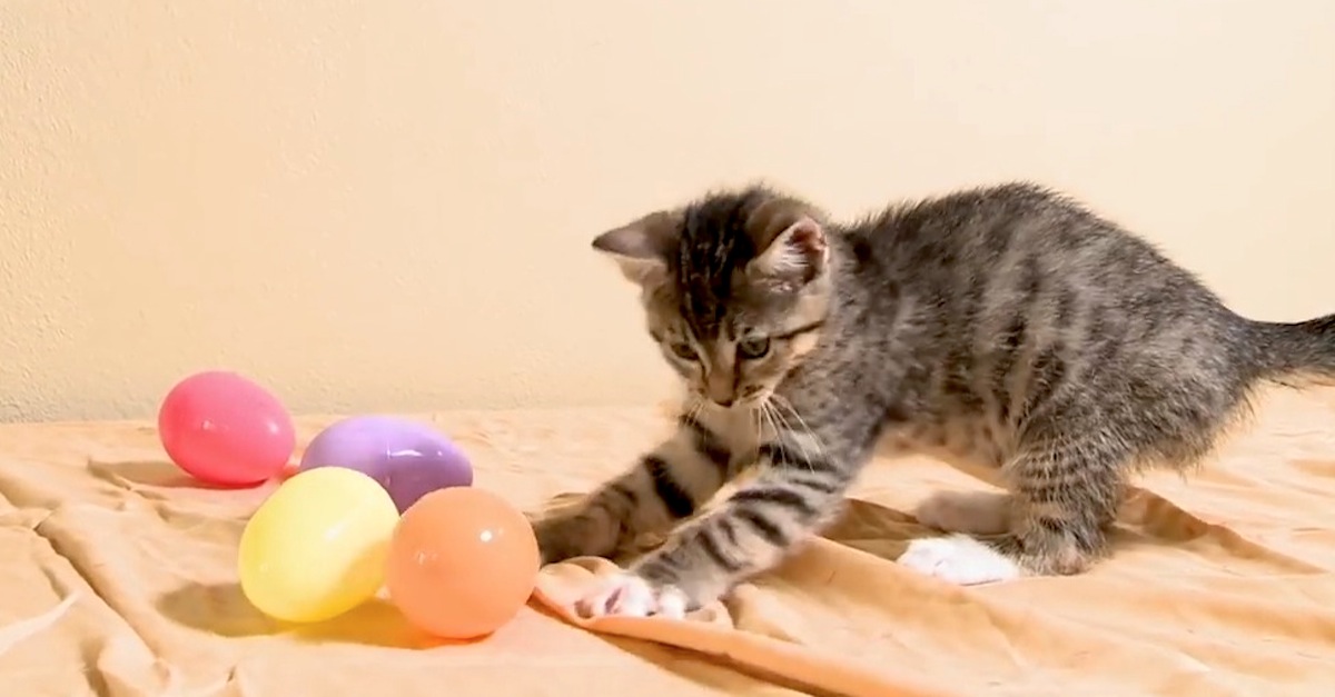 Fluffy Kitten Has Easter Egg Hunt