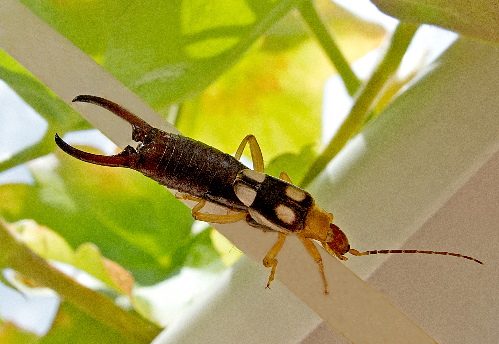 Forficula_smyrnensis-_Forficula_smyrnensis_-_Earwig_Forficula_smyrnensis-__________Forficula_smyrnensis-_Ohrwu_rme.jpg