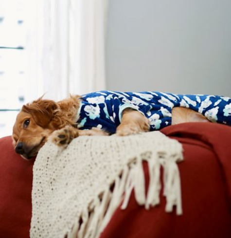 Frisco-Dog-Cat-Cozy-Fleece-PJs-Elephants-Small-Chewy-com.png