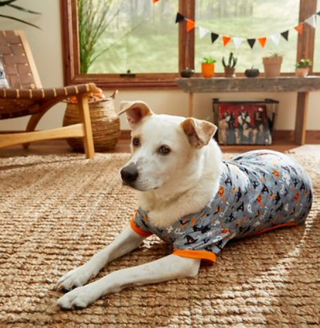 Frisco-Halloween-Patterned-Dog-Cat-PJ-Medium-Chewy-com.png