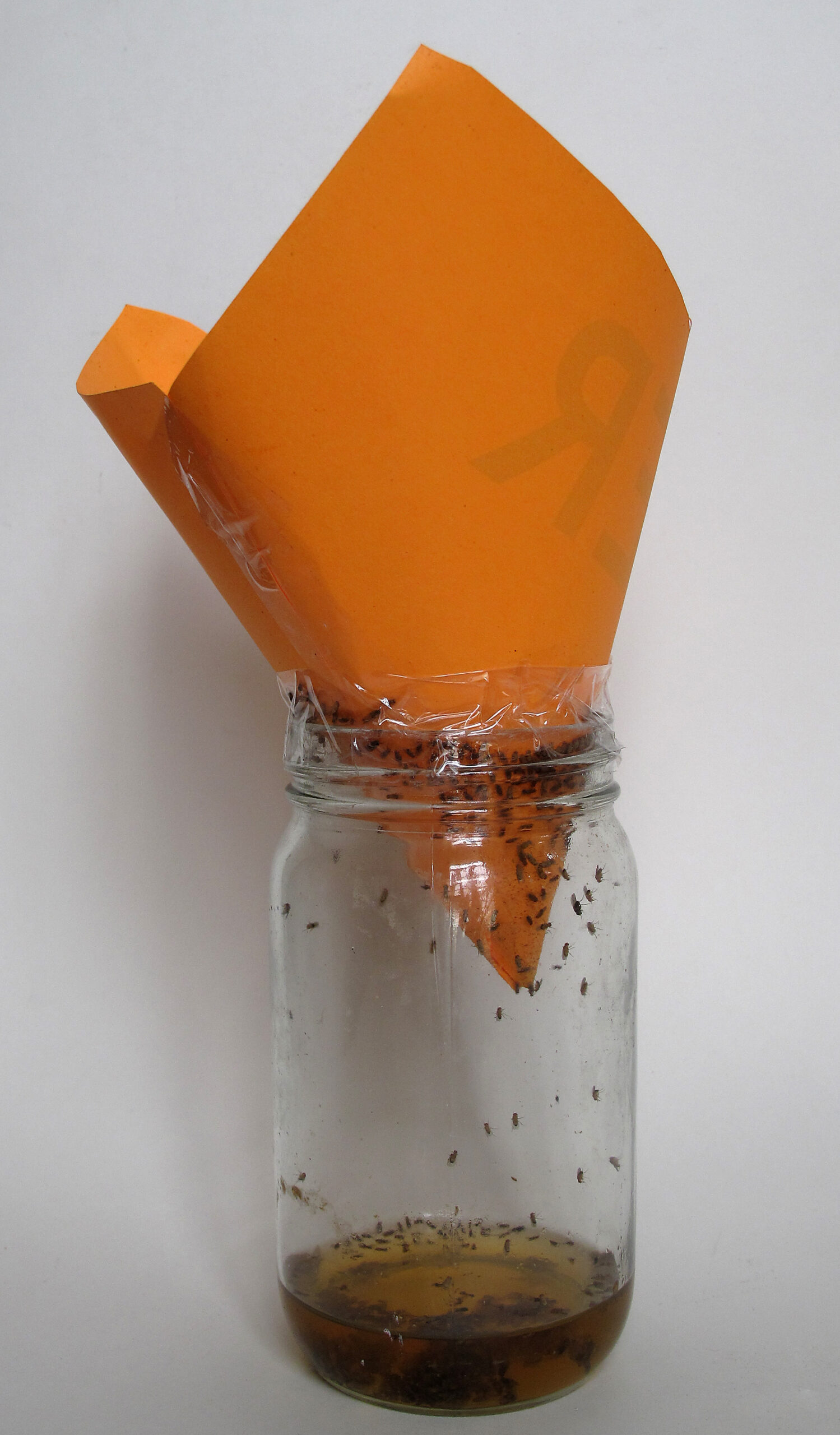 Fruit_fly_trap.jpg