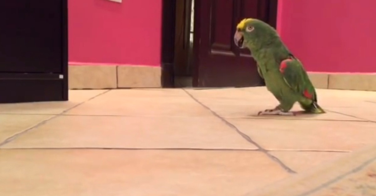 Funny Parrot Laughs Like Villian