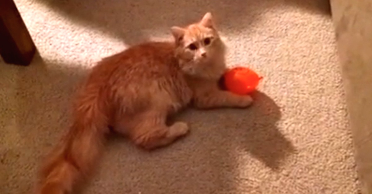 Funyn Cat Vs Balloon