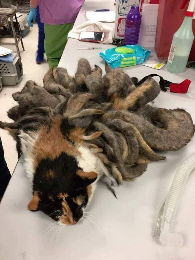 Fur-Cat-1.jpg