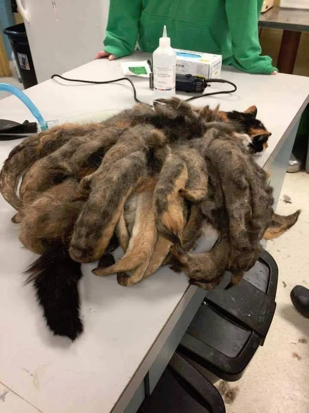 Fur-Cat-2.jpg