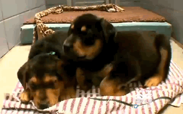 GIF-YES-YES.gif