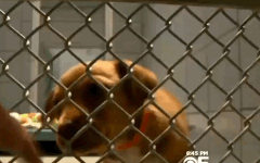 GIF-YES.gif