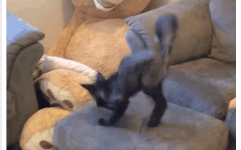 GIF3.gif
