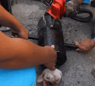 GIF31.gif