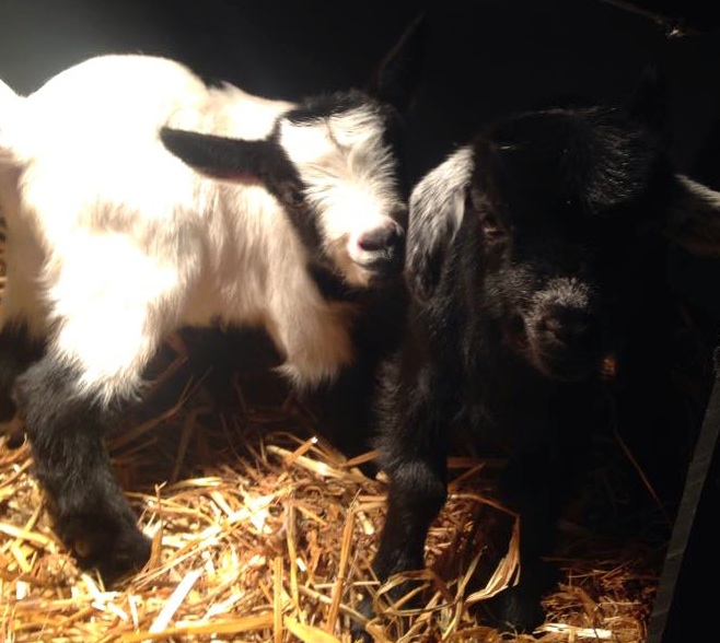 GOAT-4.jpg