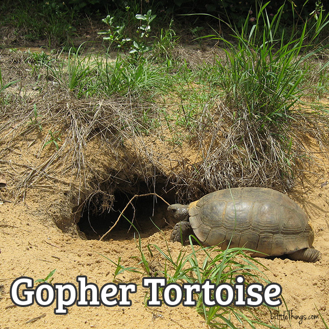 GTortoise_645x645.jpg