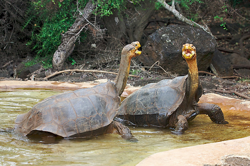 Giant Tortoise battle of the neck extensions