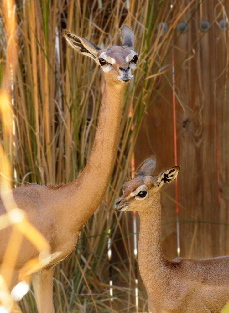 Gerenuk-Calf-and-Mother-1.jpg