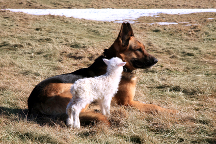 German-Shepherd-guards-a-sheep.jpg