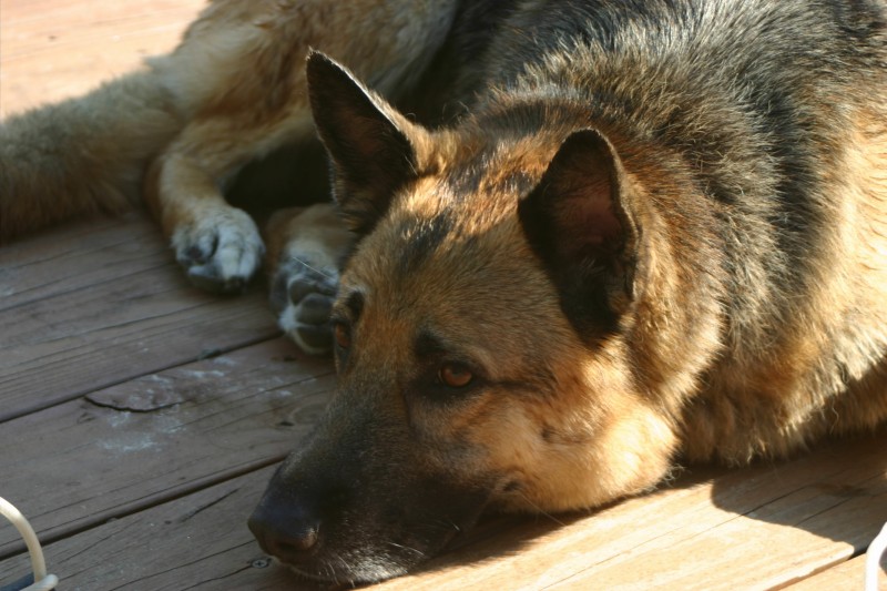 German_Shepard_resting.jpg