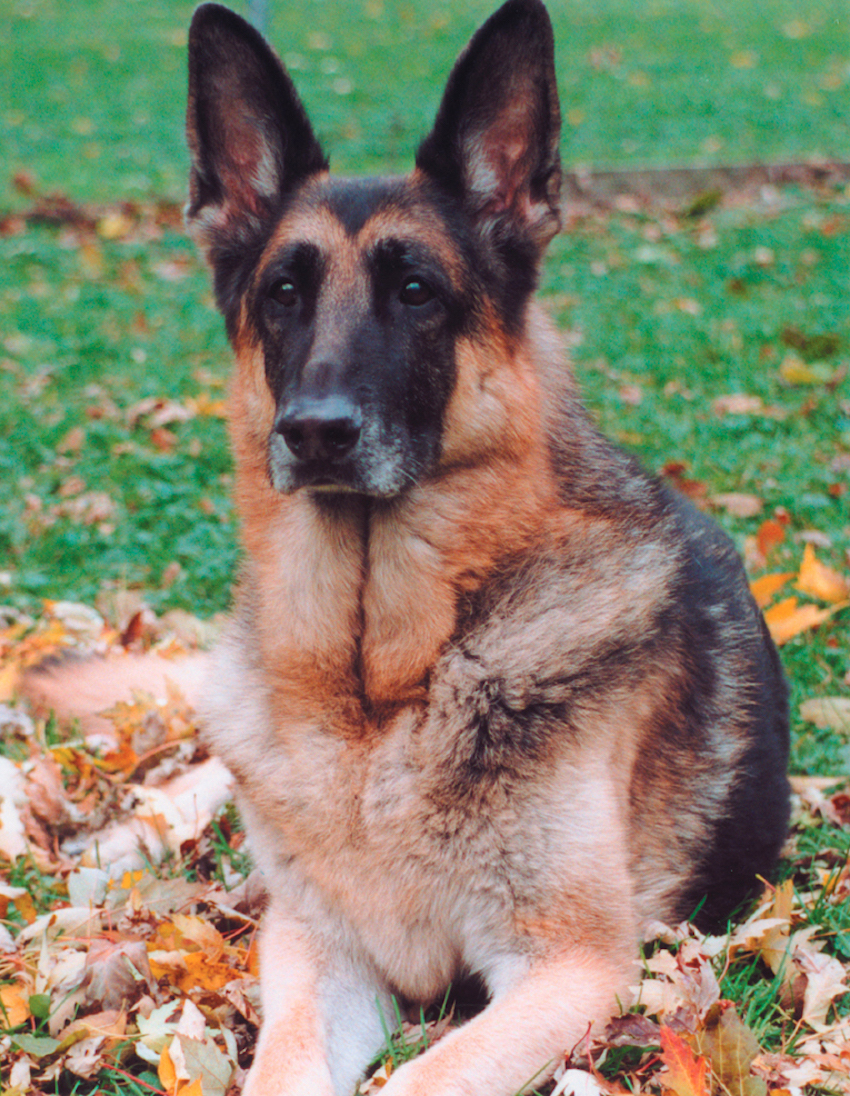 German_Shepherd_Dog_black_and_red.jpg