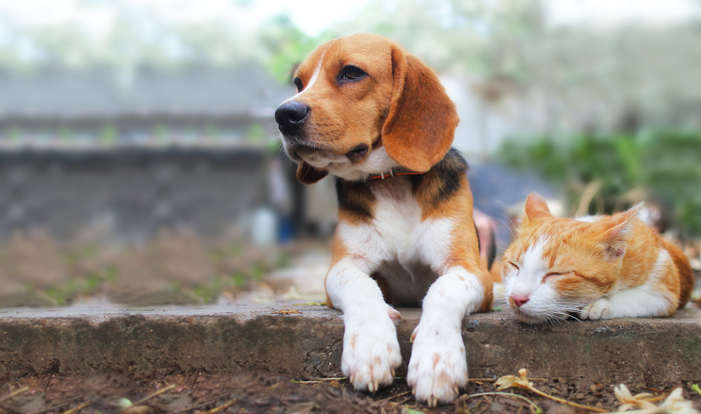 Beagle dog and brown cat lying together on the footpath.