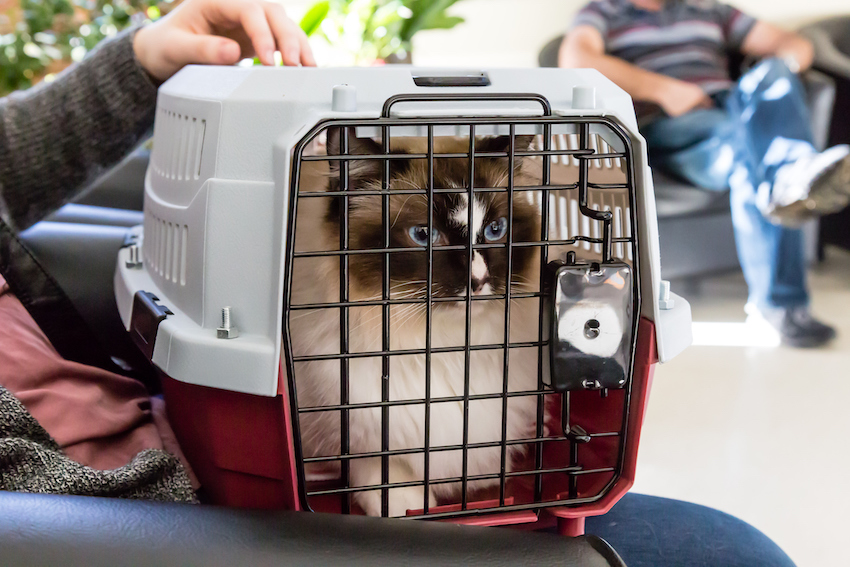 Ragdoll cat in a carry cage in the vet waiting room