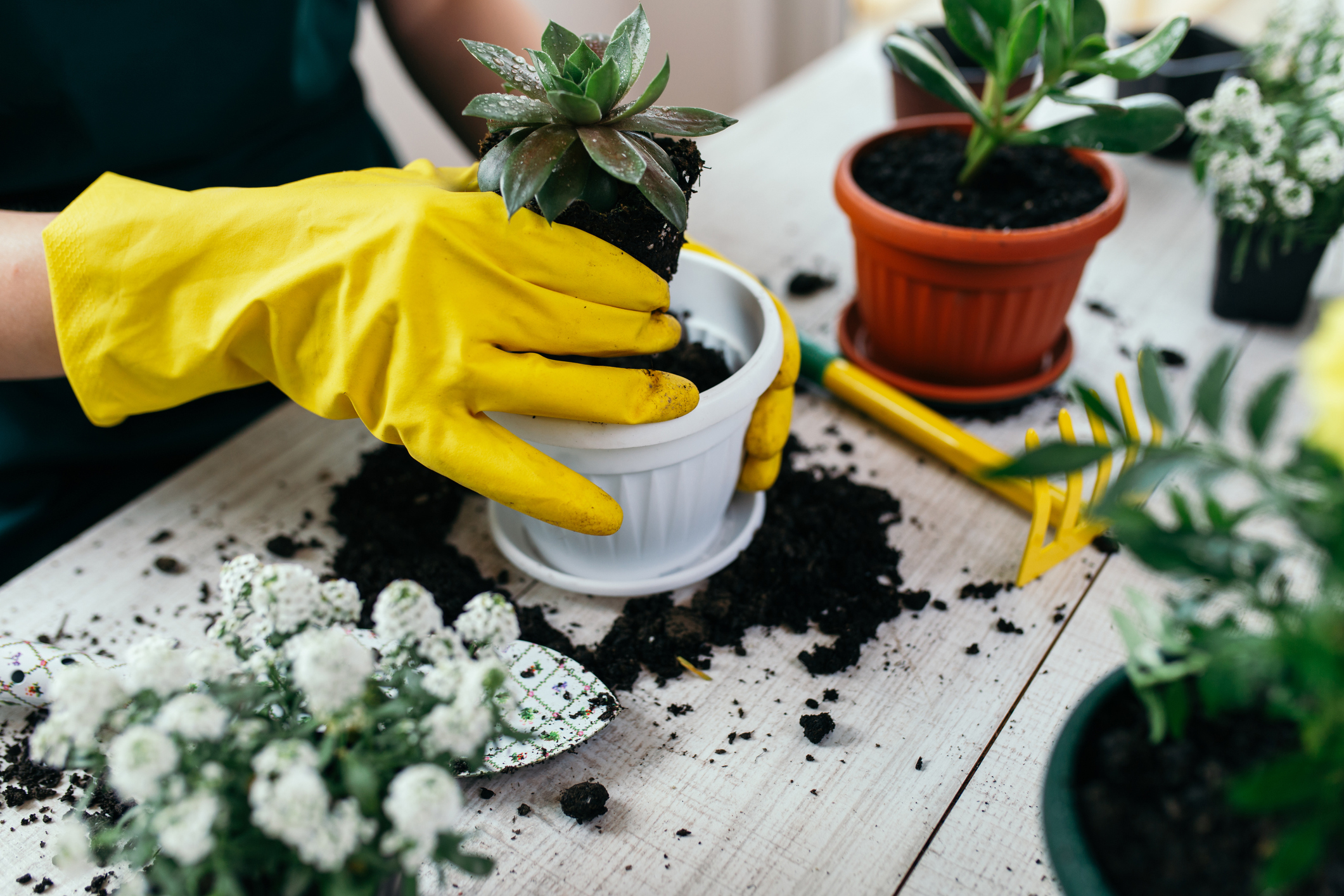 Planting flowers