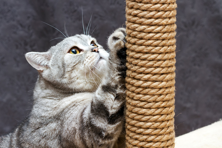 gray shorthair scottish striped cat scratching a brown post