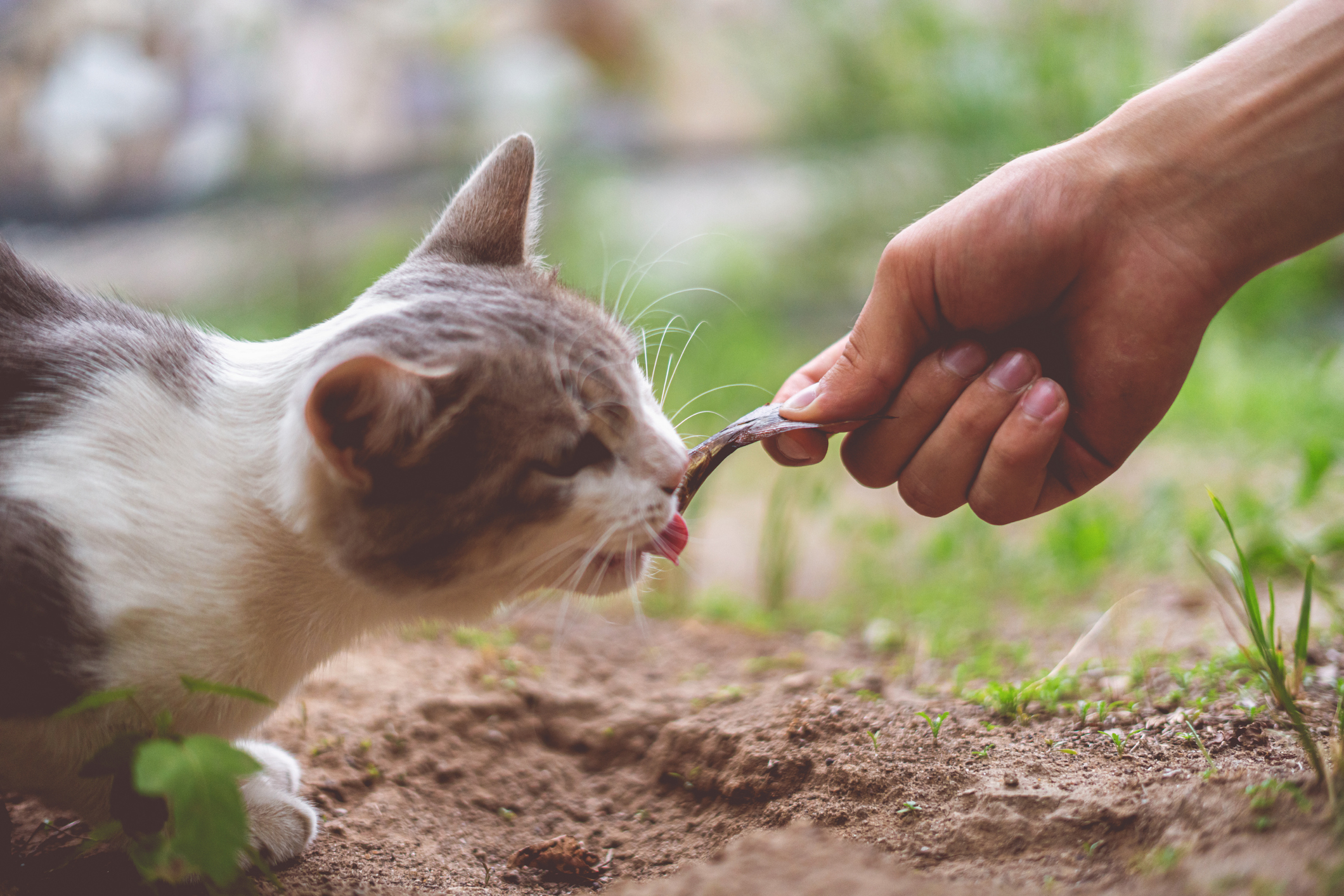 they need your help! person feeds a homeless cat with fish, taking care