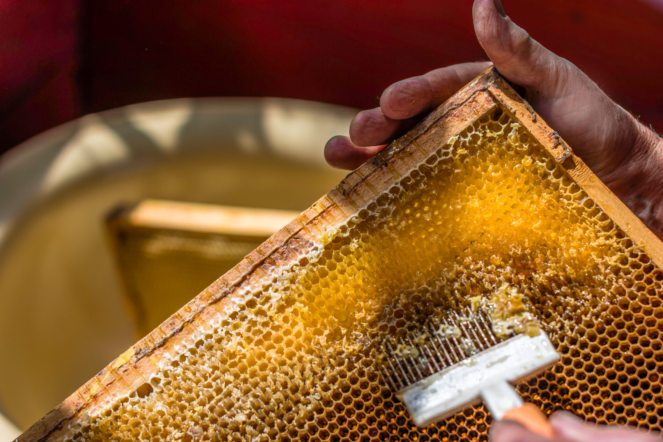 Beekeeper is uncapping honeycomb with special fork