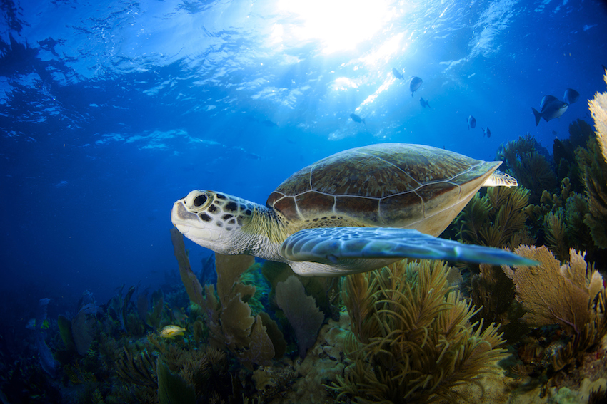 Sea turtle