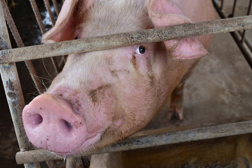 The Pink Pig in a cage