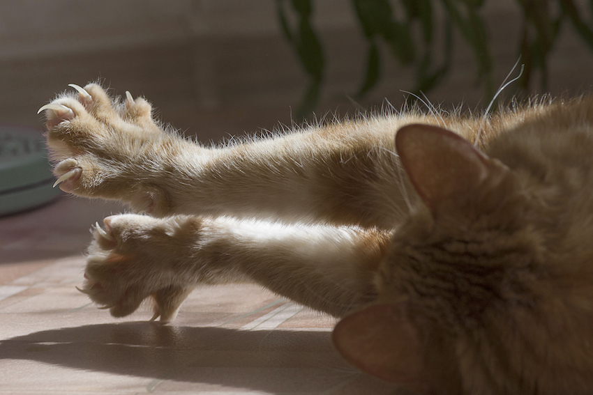 Cat clawed foot