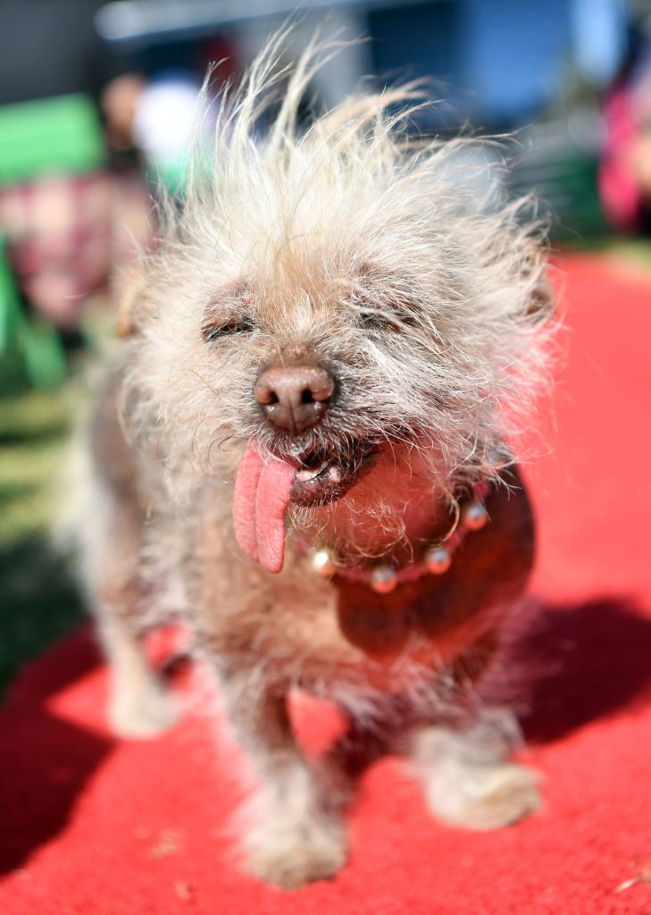 US-ANIMAL-DOG-OFFBEAT
