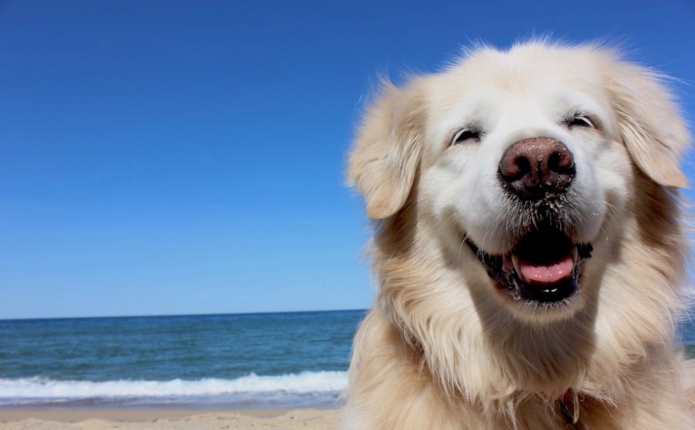 Smiling Golden Retriever