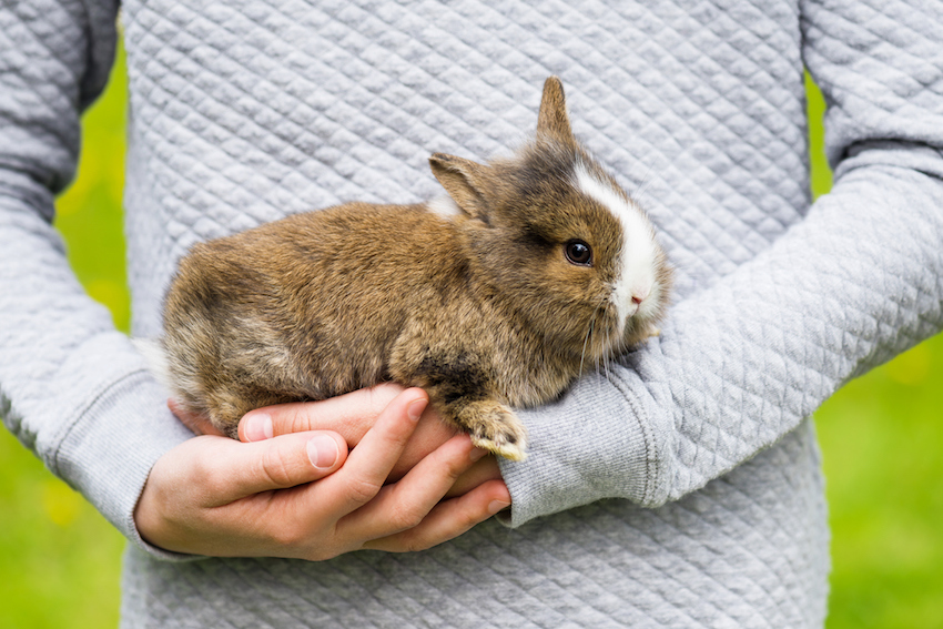 Beautiful small rabbit bunny in girls hands.