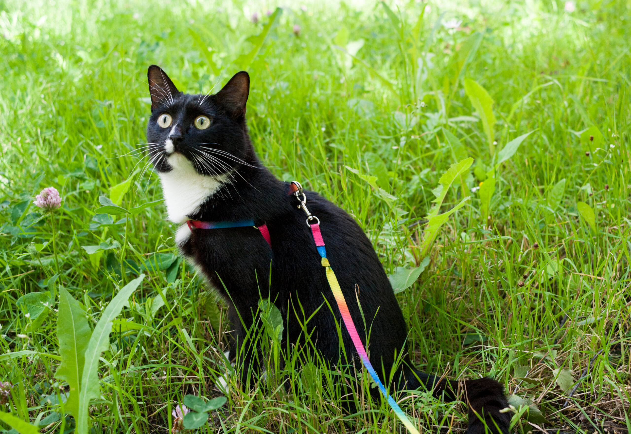 Black-and-white cat, walking on harness, is sitting on green meadow and carefully is looking upwards.