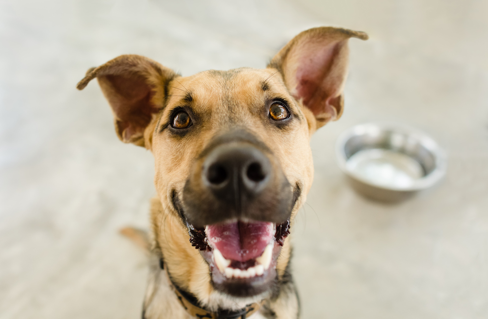 Dog Bowl