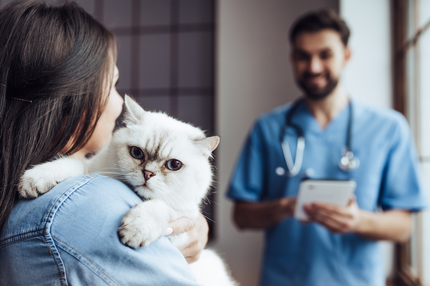 Doctor veterinarian at clinic.