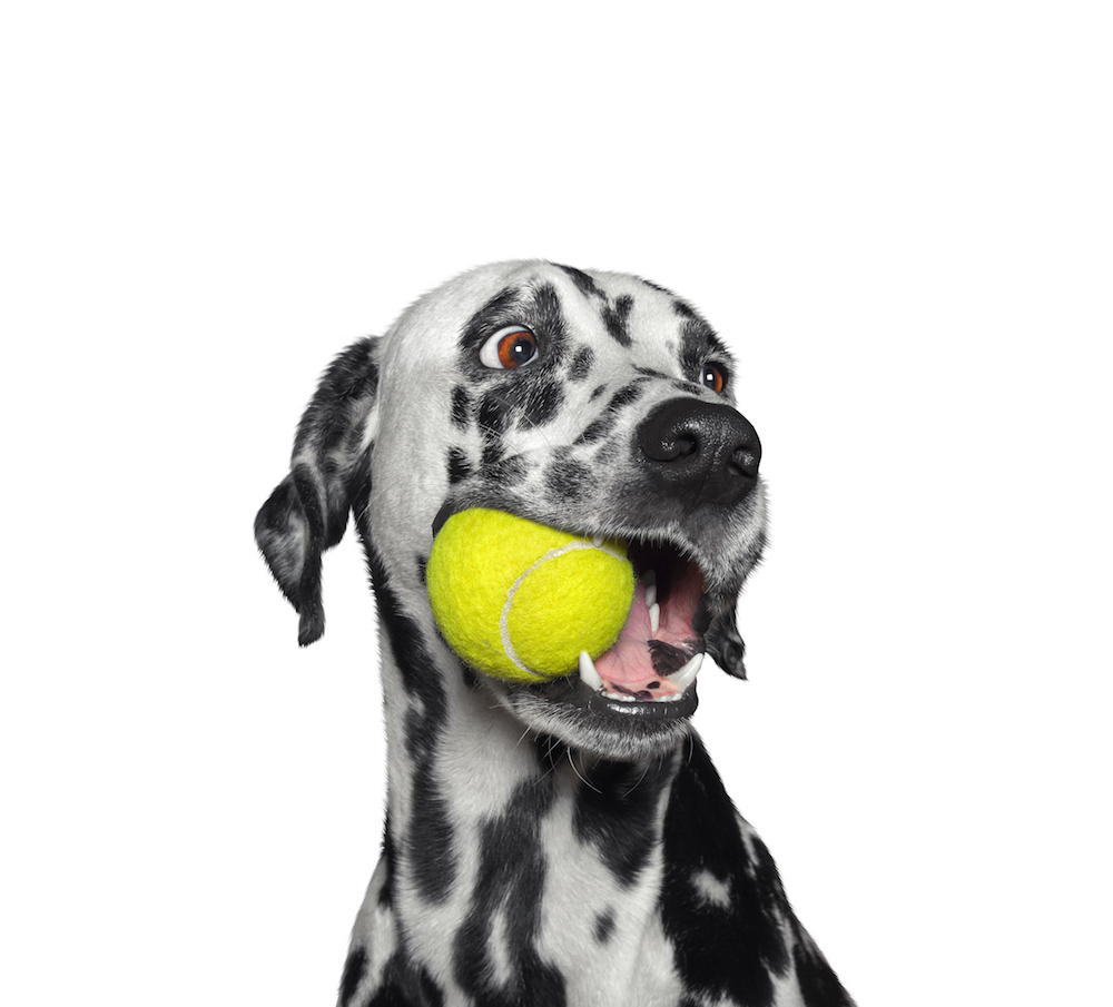 Cute dalmatian dog holding a ball in the mouth. Isolated on white