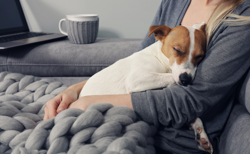 Cozy home, woman covered with warm blanket watching movie, hugging sleeping dog. Relax, carefree, comfort lifestyle.