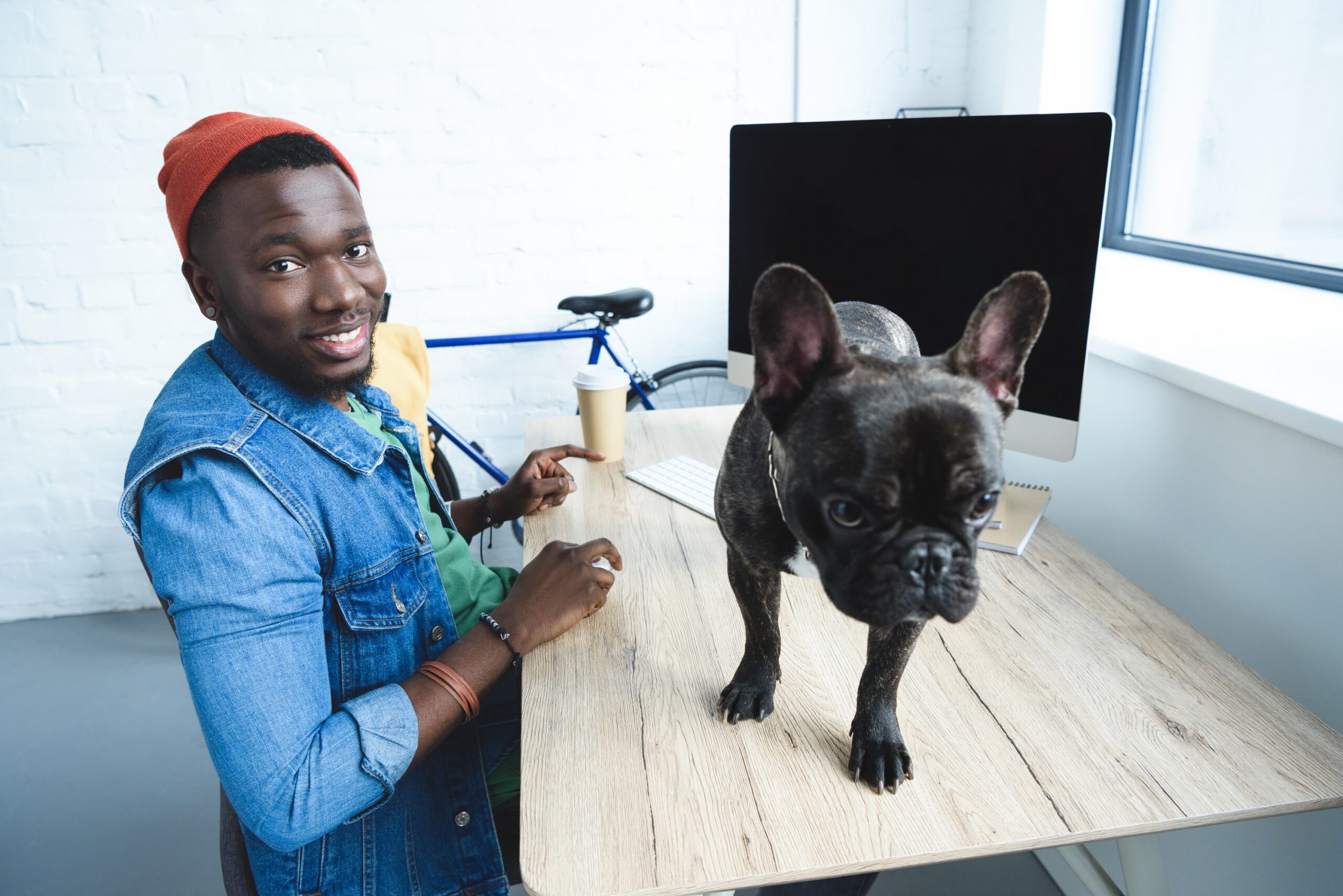 French bulldog standing on table with computer by young man freelancer