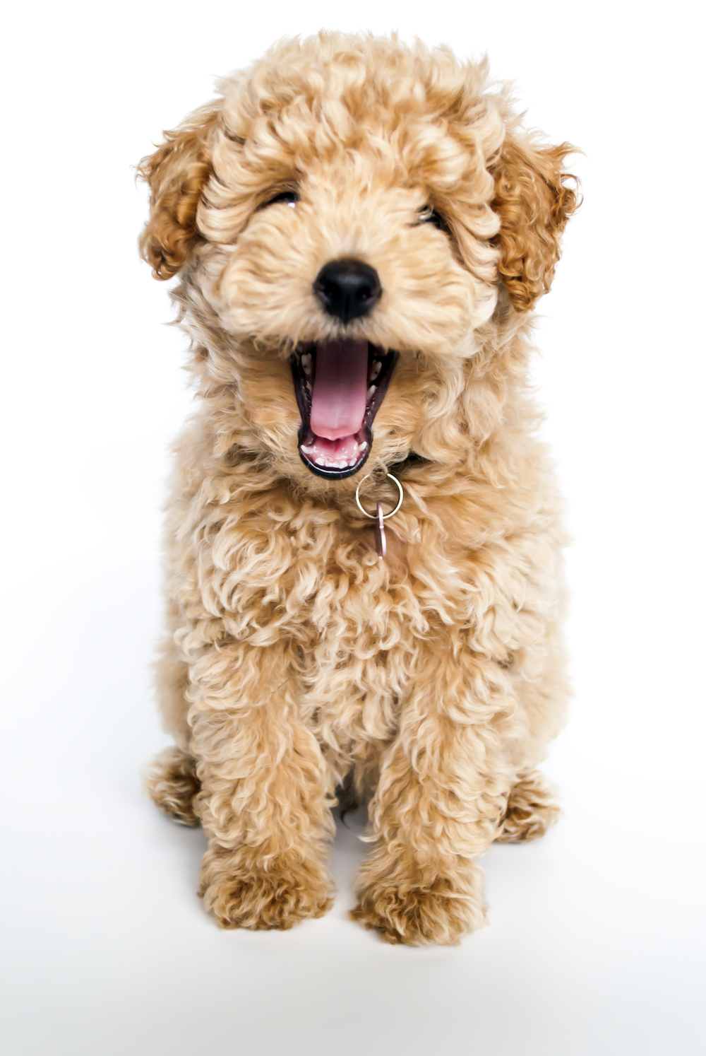 Laughing poodle puppy dog