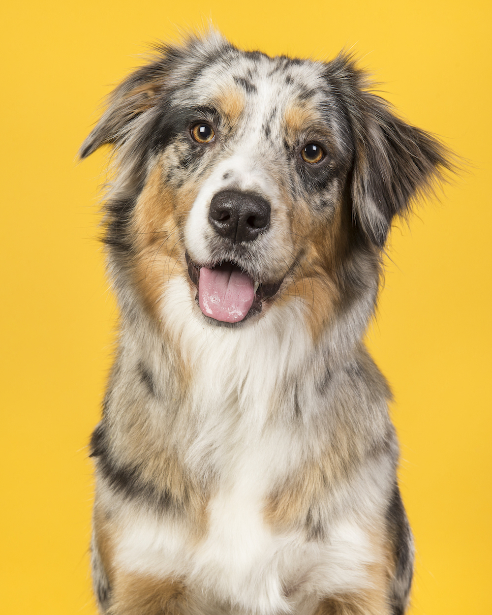 Portrait of a pretty blue merle australian shepherd dog on a yellow background