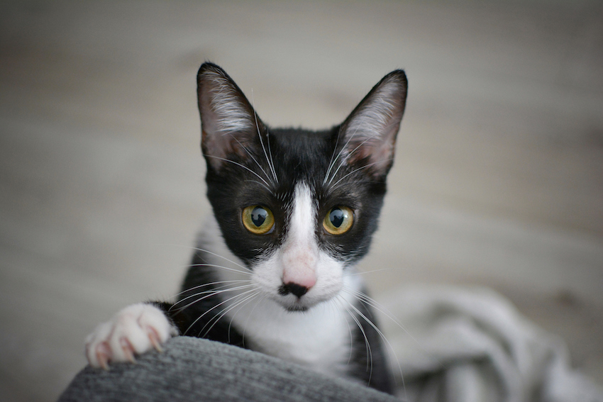 BLACK AND WHITE CAT WITH YELLOW EYES AND WITH CLAWS ON BACKREST