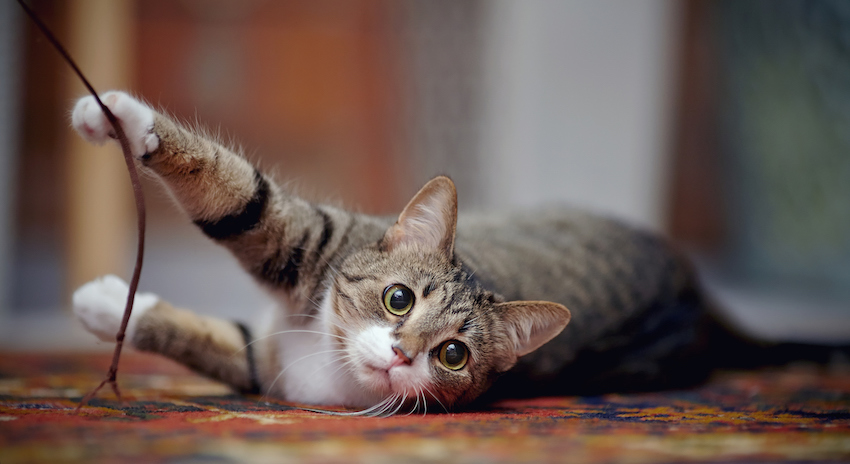 Striped cat with white paws, plays on a carpet