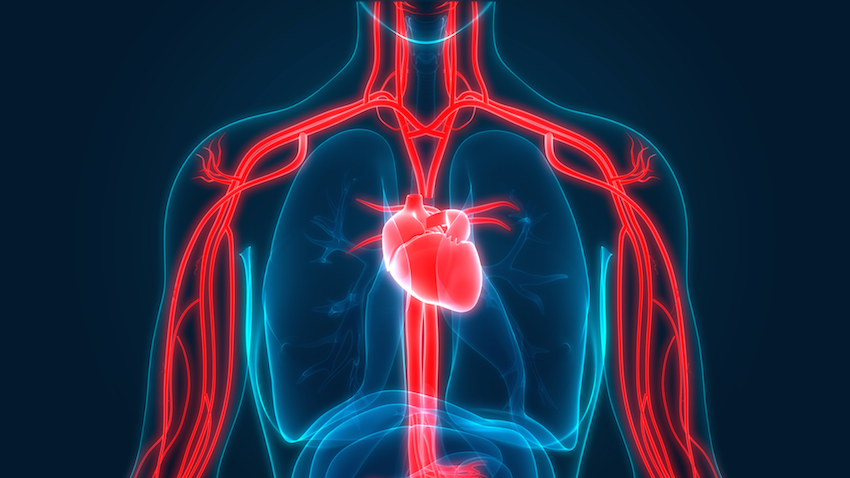 Human Circulatory System Anatomy